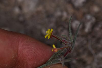 Camissonia pusilla, photographed by Trevor Van Loon