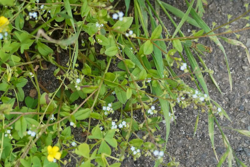 Trigonotis peduncularis, photographed by WATANABE Hitoshi 渡辺仁