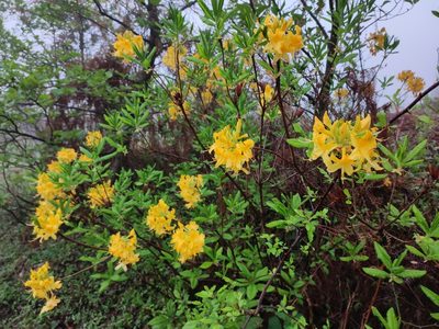 Rhododendron luteum, photographed by Dmitry Ivanov