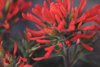 Castilleja chromosa, photographed by Trevor Van Loon