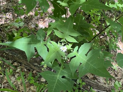 Polymnia canadensis