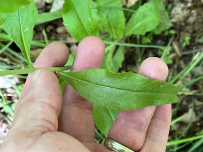 Borodinia canadensis, photographed by Brian Finzel