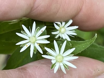 Stellaria pubera, photographed by Brian Finzel