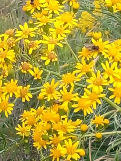 Senecio brasiliensis, photographed by Claudia Gil