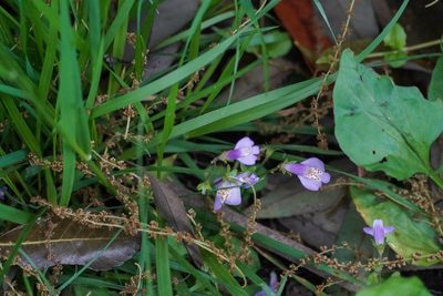 Mazus miquelii, photographed by WATANABE Hitoshi 渡辺仁