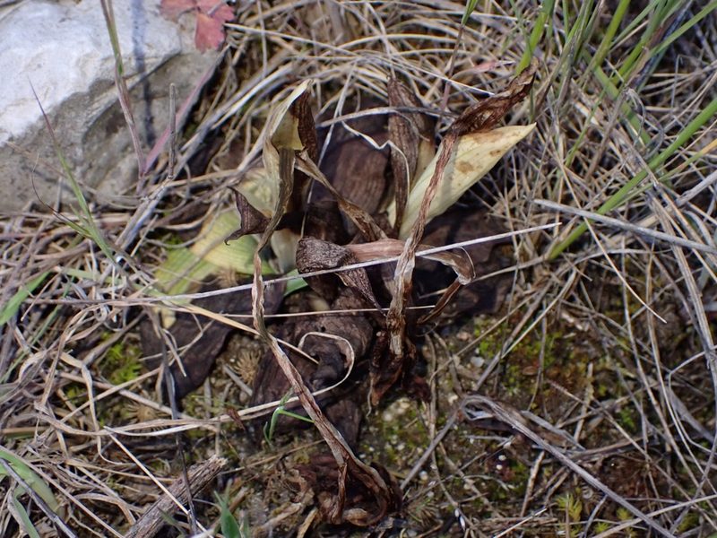 Ophrys tenthredinifera, photographed by scolym
