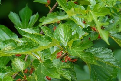 Morus indica, photographed by WATANABE Hitoshi 渡辺仁