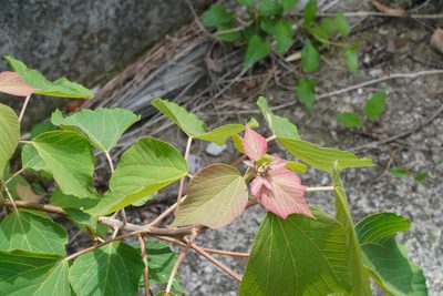 Mallotus japonicus, photographed by WATANABE Hitoshi 渡辺仁