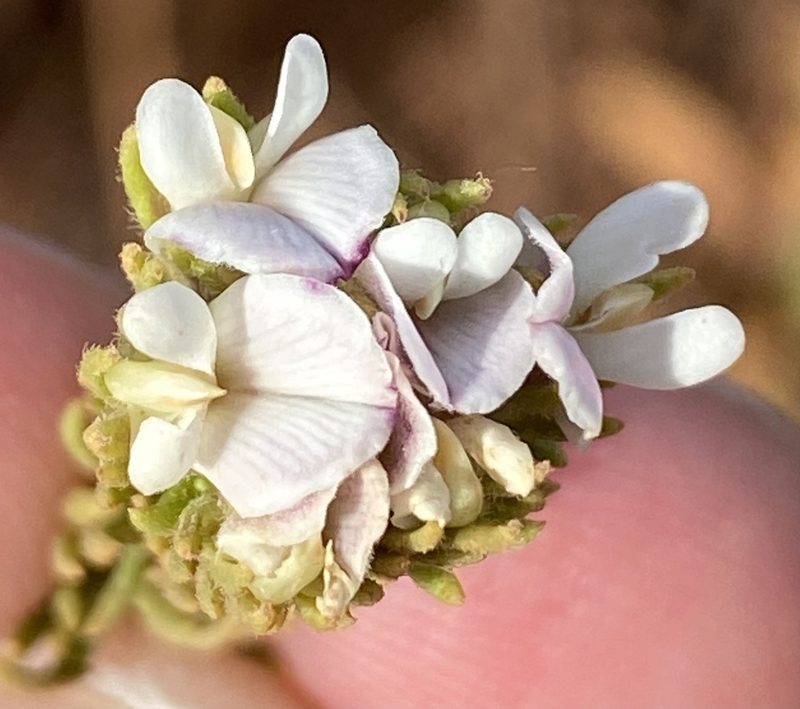 Aspalathus forbesii, photographed by Dave U