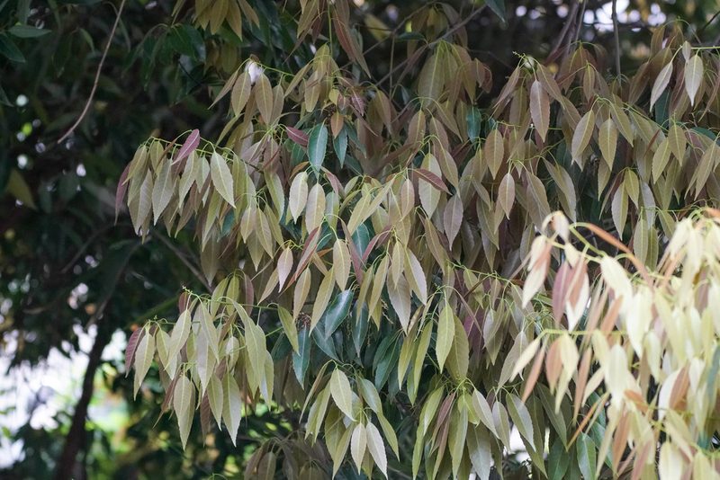 Quercus myrsinifolia, photographed by WATANABE Hitoshi 渡辺仁