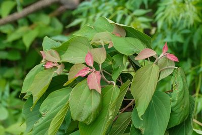Mallotus japonicus, photographed by WATANABE Hitoshi 渡辺仁