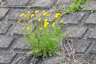Coreopsis lanceolata, photographed by WATANABE Hitoshi 渡辺仁