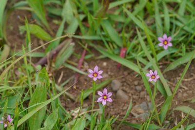 Sisyrinchium micranthum, photographed by WATANABE Hitoshi 渡辺仁