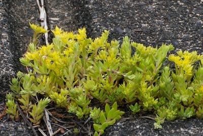 Sedum sarmentosum, photographed by WATANABE Hitoshi 渡辺仁