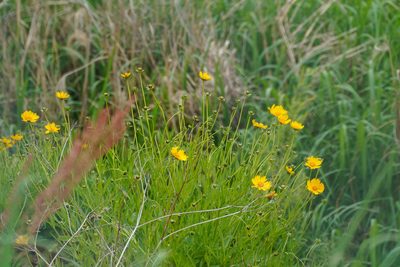 Coreopsis lanceolata, photographed by WATANABE Hitoshi 渡辺仁