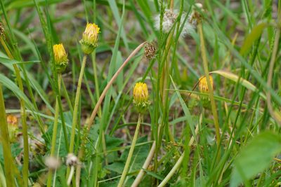Taraxacum platycarpum, photographed by WATANABE Hitoshi 渡辺仁
