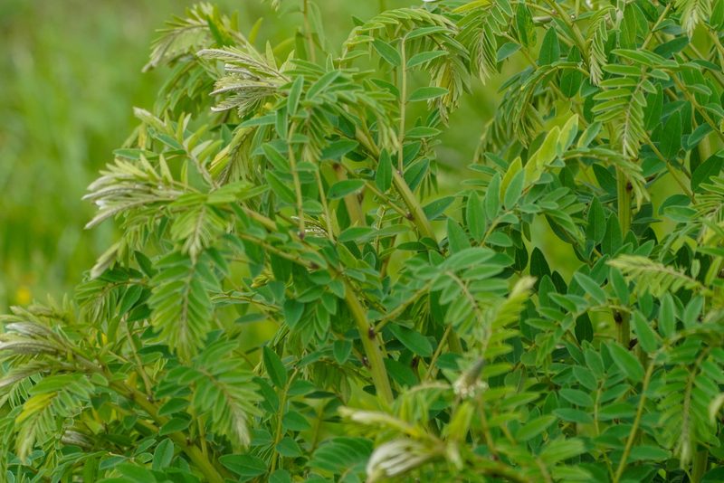 Sophora flavescens, photographed by WATANABE Hitoshi 渡辺仁