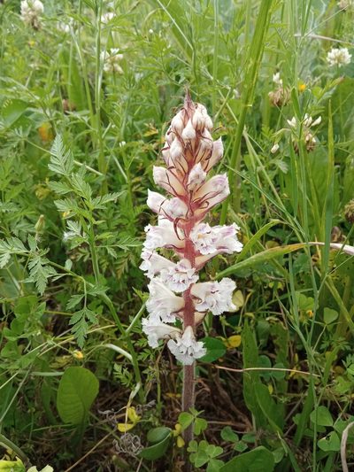 Orobanche crenata, photographed by Josep Gesti