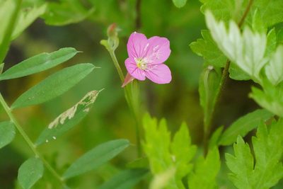 Oenothera rosea, photographed by WATANABE Hitoshi 渡辺仁