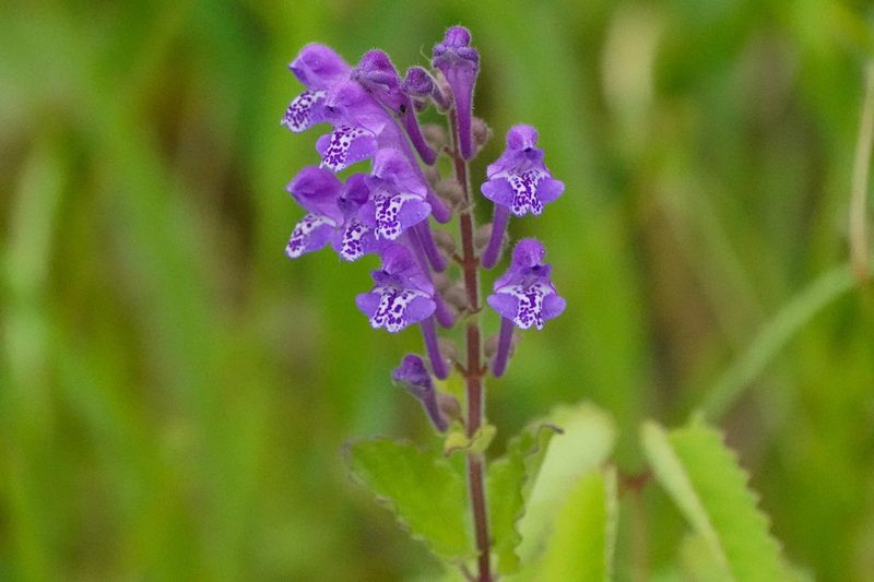 Scutellaria indica, photographed by WATANABE Hitoshi 渡辺仁