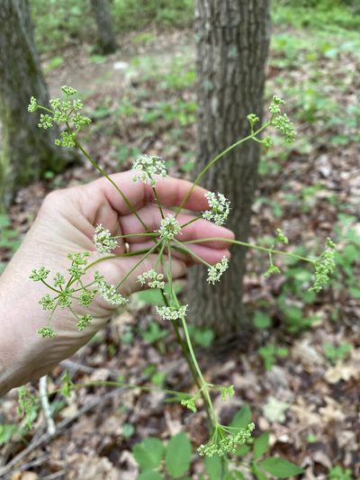 Ligusticum canadense, photographed by Carol Ann McCormick