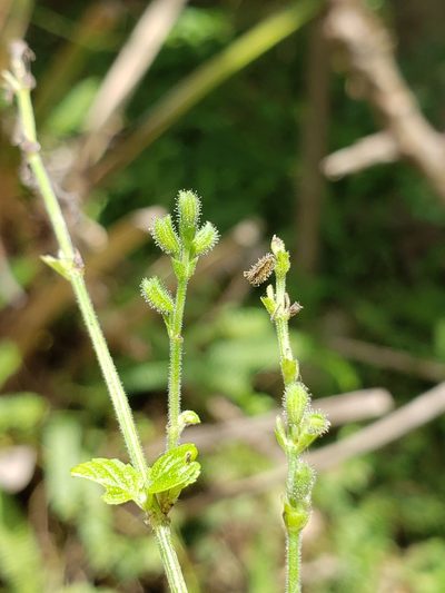 Salvia occidentalis, photographed by Alex Abair