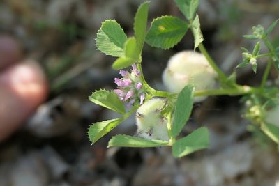 Trifolium tomentosum, photographed by Rafael Medina