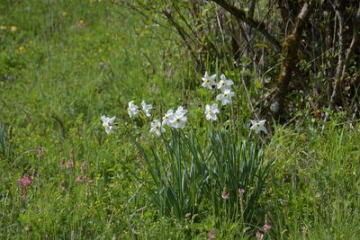 Narcissus poeticus, photographed by Felicia Seichter