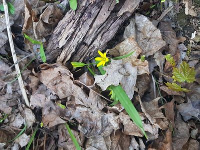Gagea lutea, photographed by Ilkka Tuunainen