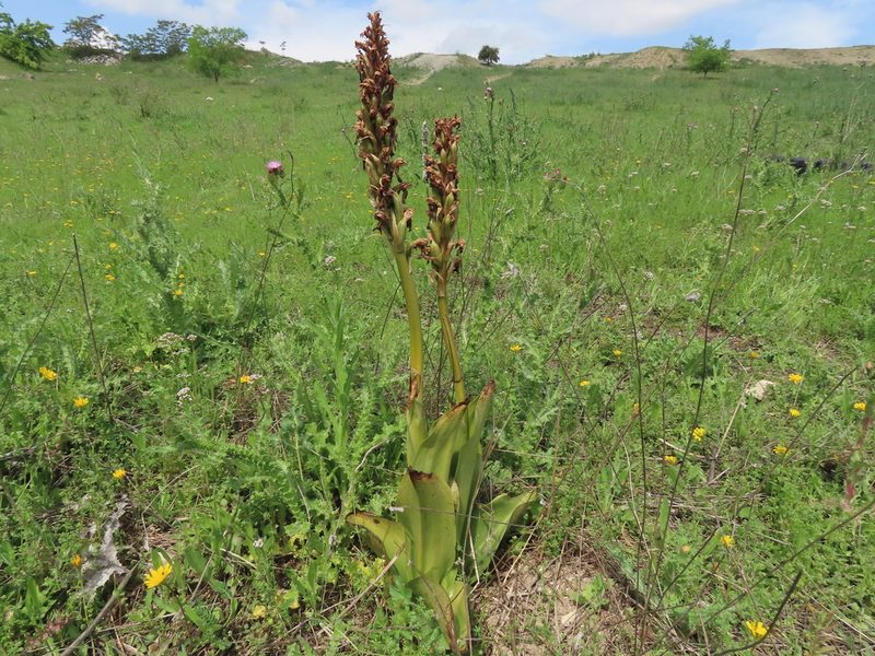 Himantoglossum robertianum, photographed by Juan C. Espinosa