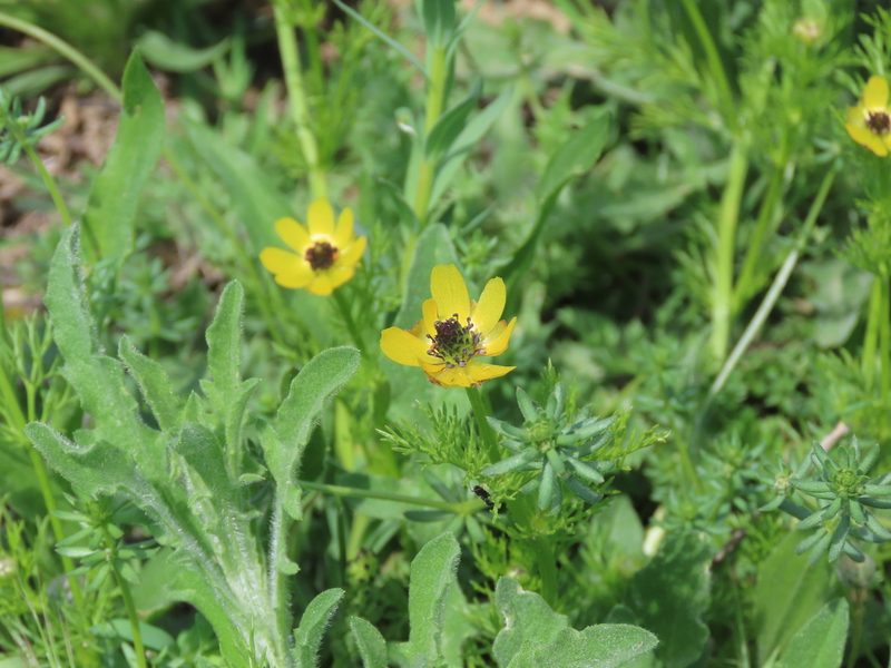 Adonis microcarpa, photographed by Juan C. Espinosa