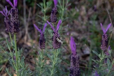 Lavandula stoechas, photographed by Daniela Costa