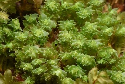 Schistochilopsis incisa, photographed by Braden J. Judson