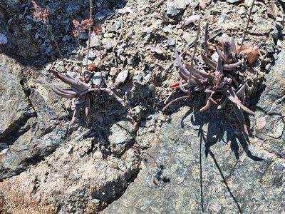 Dudleya abramsii