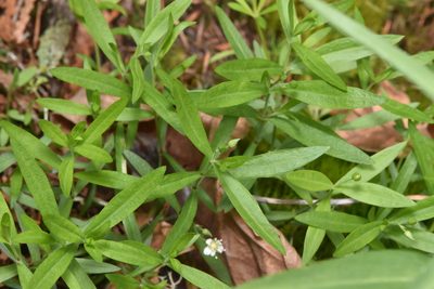 Moehringia macrophylla, photographed by Braden J. Judson