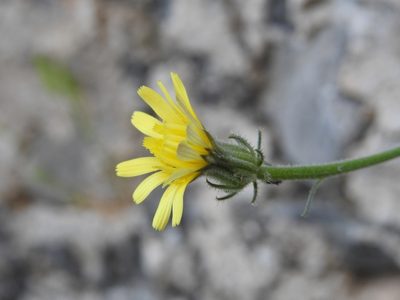 Picris pauciflora, photographed by Yves Bas