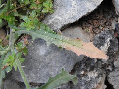 Picris pauciflora, photographed by Yves Bas