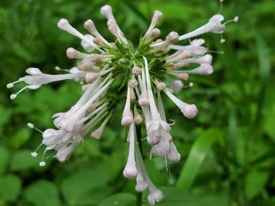 Valeriana pauciflora, photographed by Craig Martin
