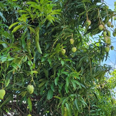 Mangifera indica, photographed by Maria Janeiro