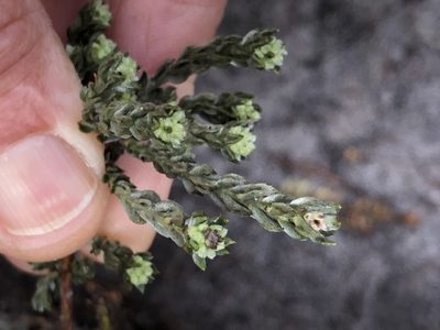 Amphithalea ericifolia, photographed by Caroline Voget