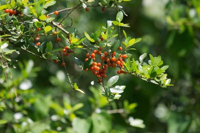 Ilex vomitoria, photographed by Mike Duran