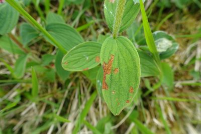 Hypericum hirsutum, photographed by Zeke Marshall