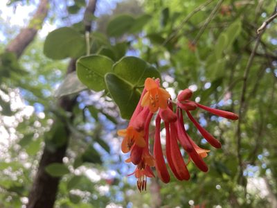 Lonicera sempervirens, photographed by Heather DeGaetano