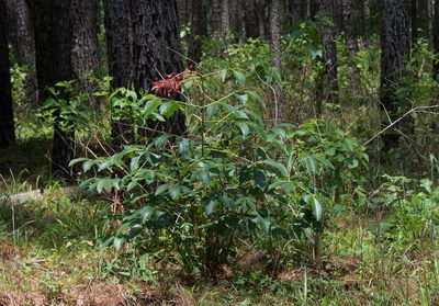 Aesculus pavia, photographed by Mike Duran