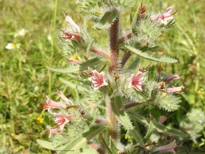 Echium asperrimum, photographed by Mourad Harzallah