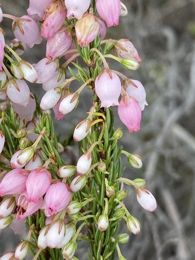 Erica filipendula, photographed by Dave U