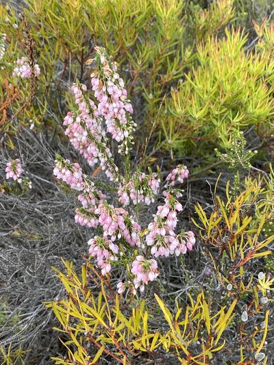 Erica filipendula, photographed by Dave U