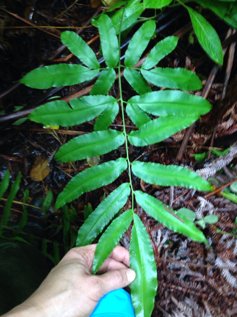 Coniogramme pilosa, photographed by Jake Gross