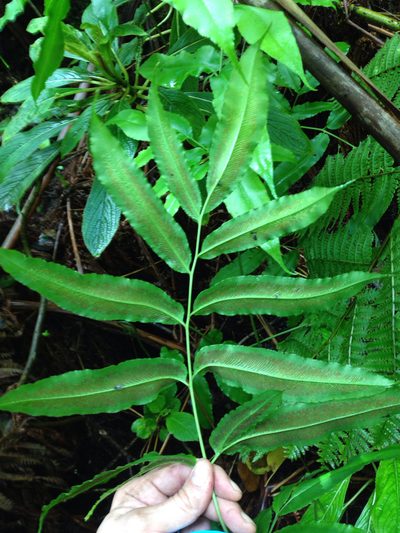 Coniogramme pilosa, photographed by Jake Gross