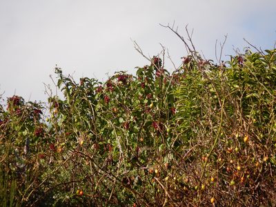 Leycesteria formosa, photographed by Jon Sullivan